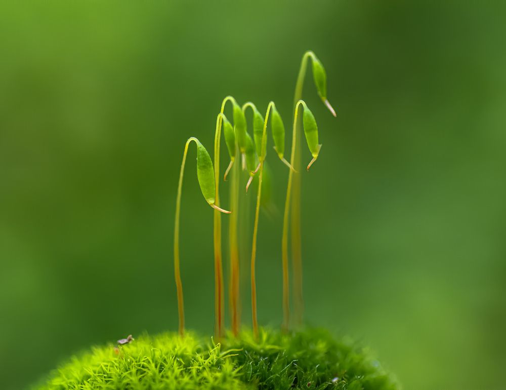 Photograph by Муза Латинская