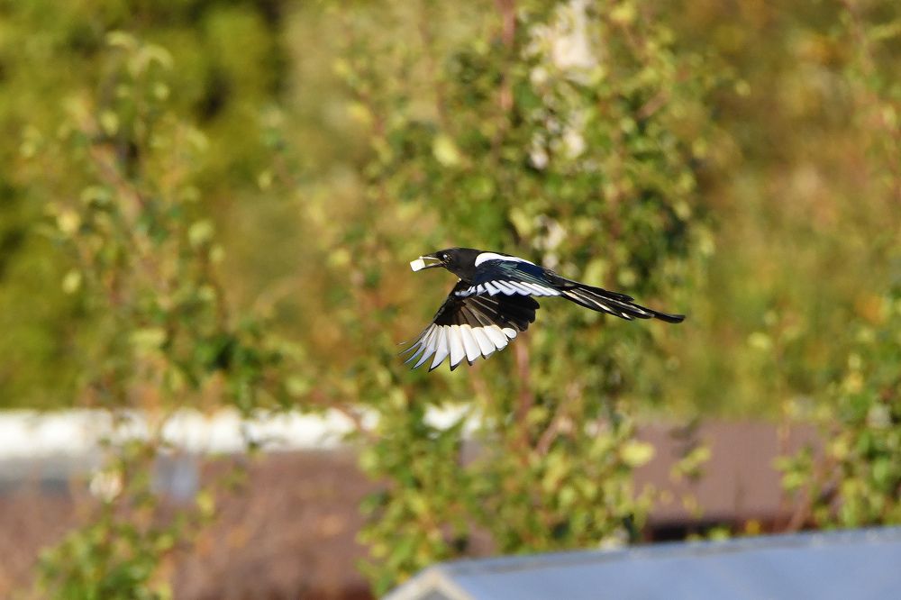 Photograph by Владимир Романов