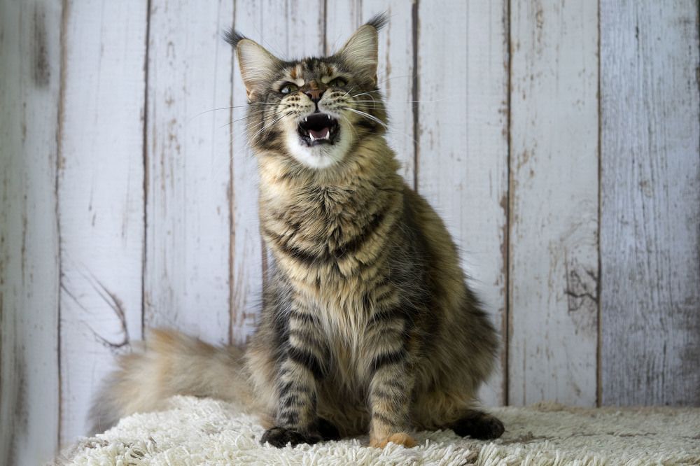 Photograph by Ирина Мамонова