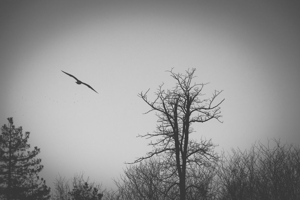 Photograph by Daniel Chobanov