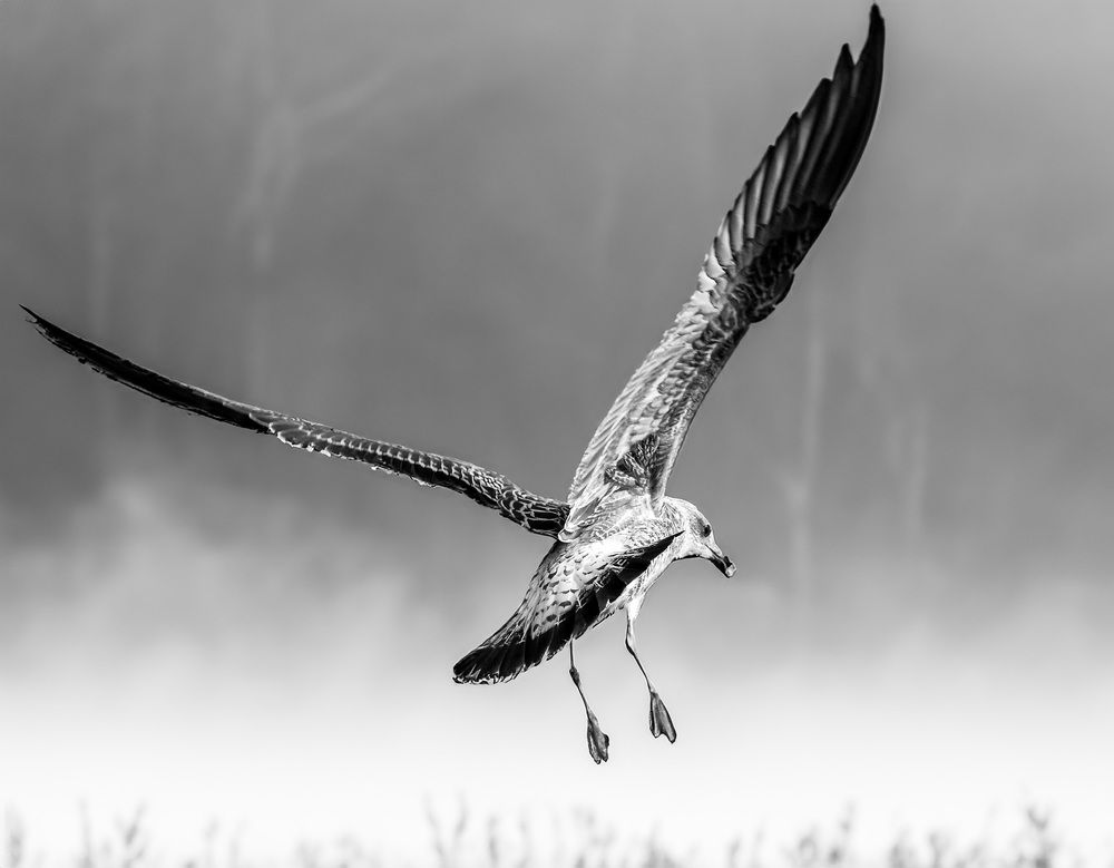 Photograph by Елена Март