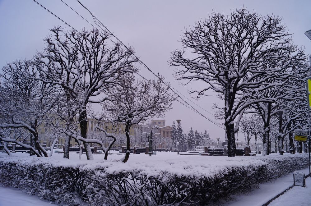 Графичность контуров деревьев в  заснеженном Санкт-Петербурге