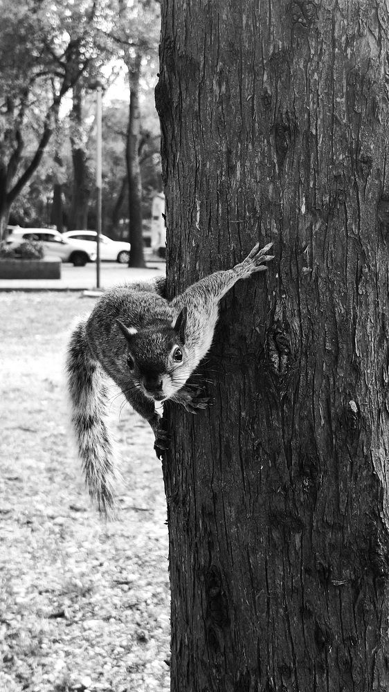 Фотография автора Diego Cesar Monroy Chaparro