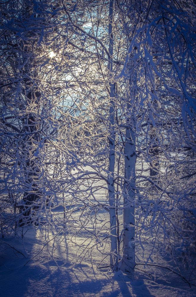 Зимняя прозрачность