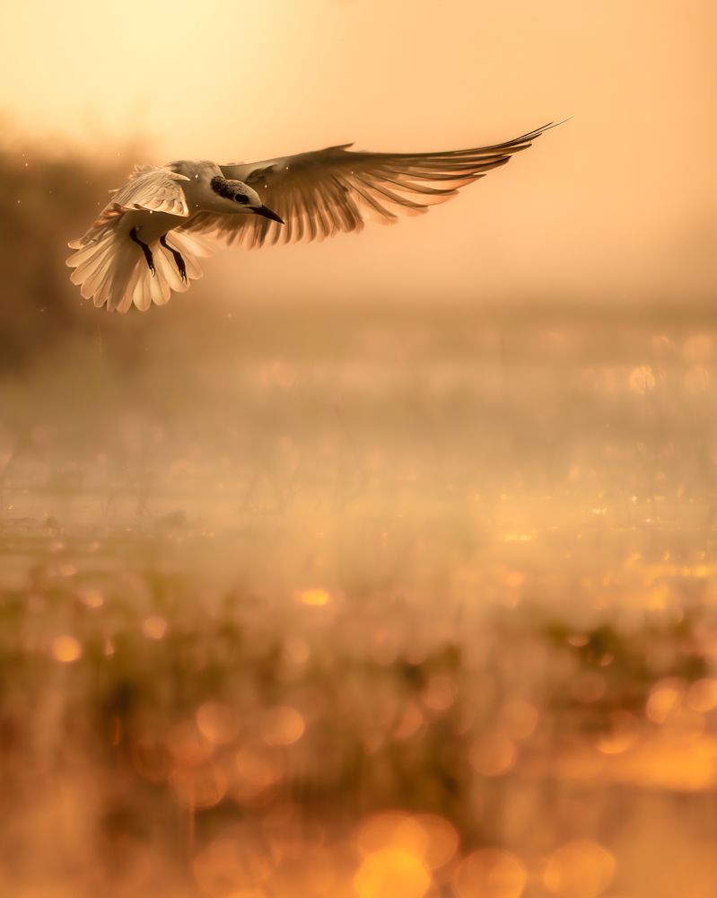 Photograph by Abhisek Bagaria