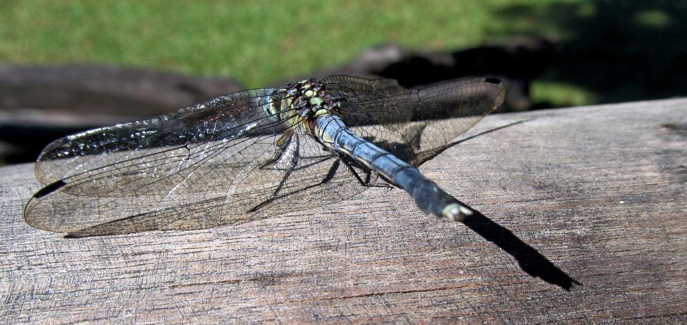 Фотография автора Nico Ebersohn
