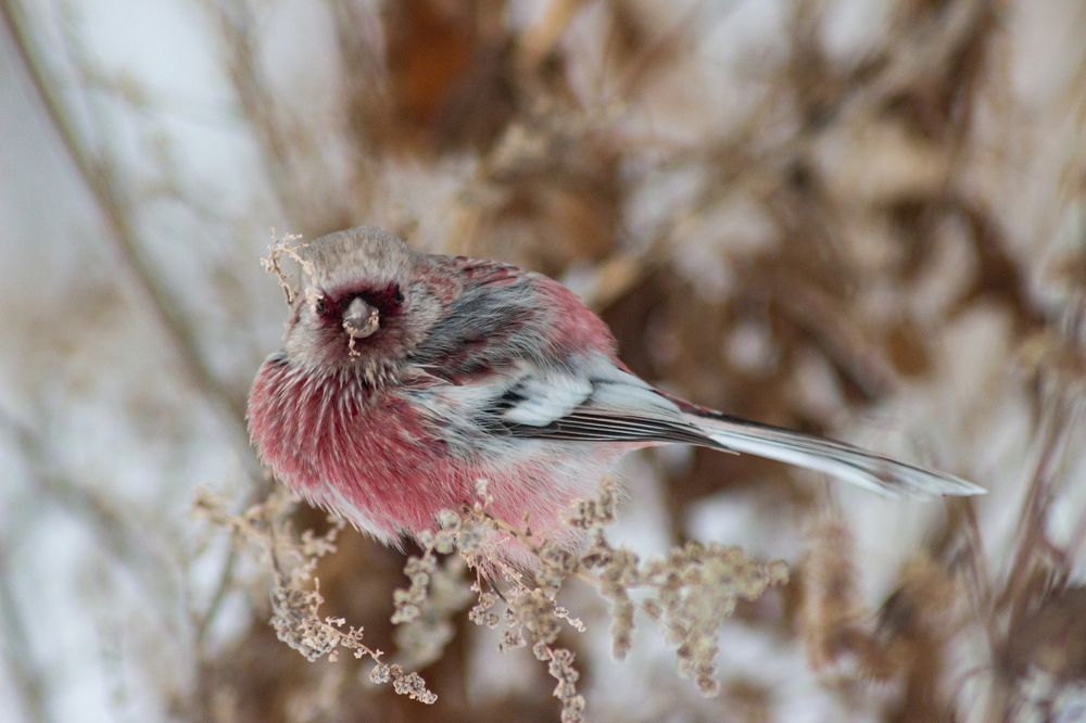 Фотография автора Ярослава Ангорская
