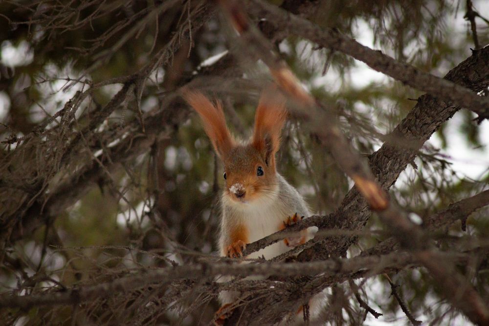 Фотография автора Ярослава Ангорская