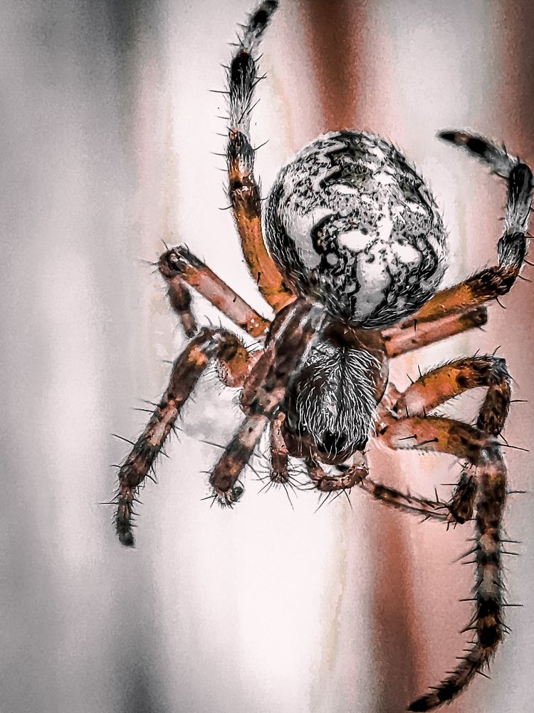 Photograph by Александра Петрова