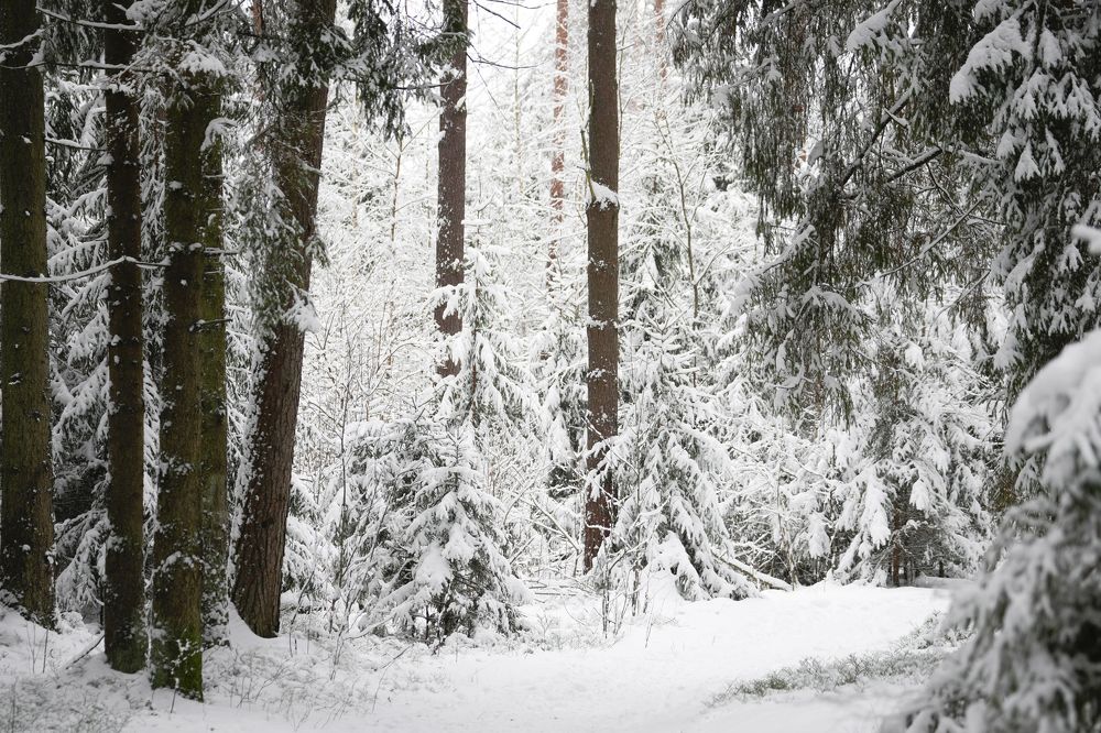 Photograph by Алексей Курносов