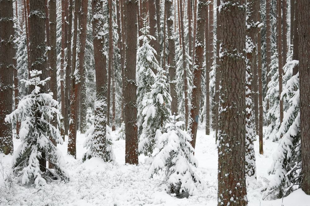 Photograph by Алексей Курносов