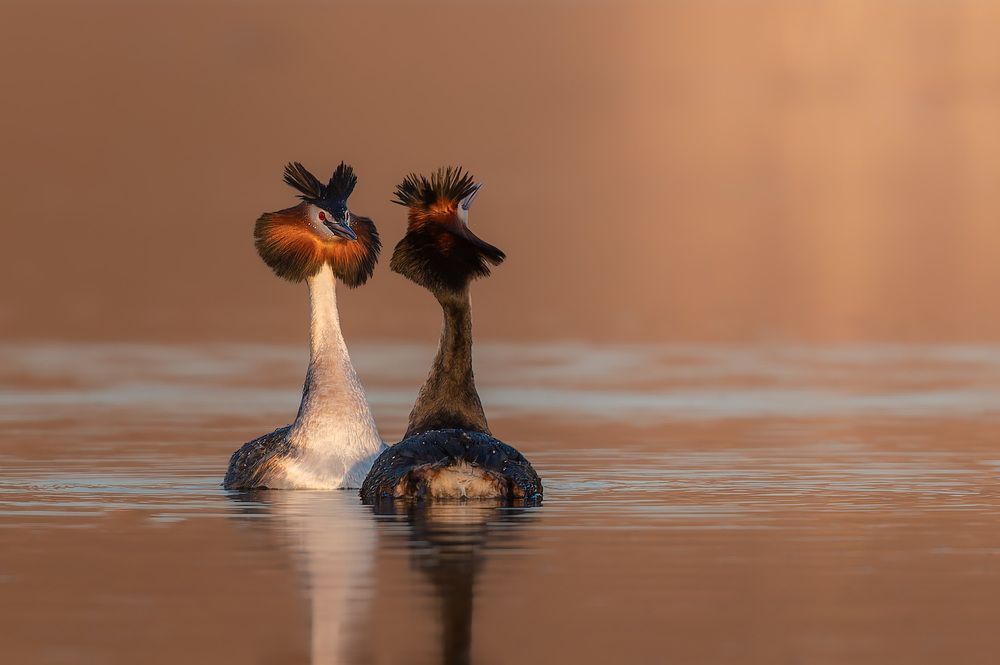 Photograph by Nephotograph