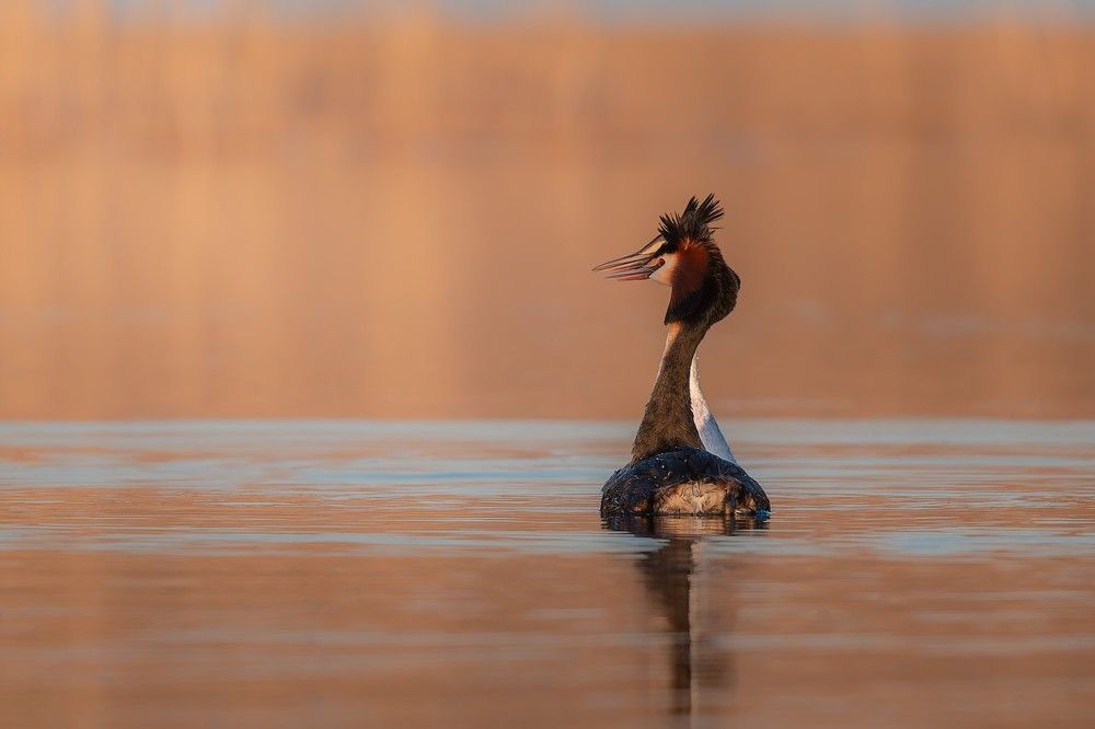 Photograph by Nephotograph