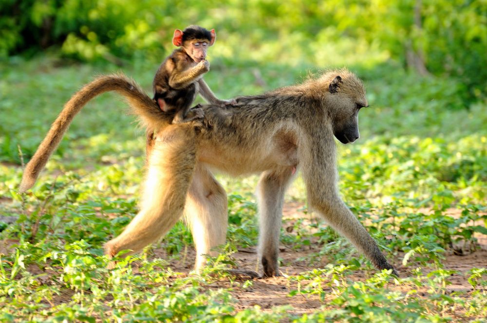 Photograph by Алексей Шаскольский