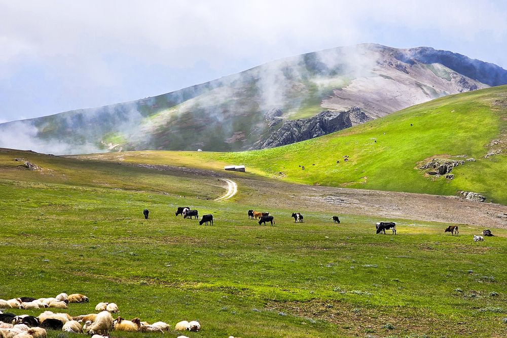 Фотография автора Farhad Alidost