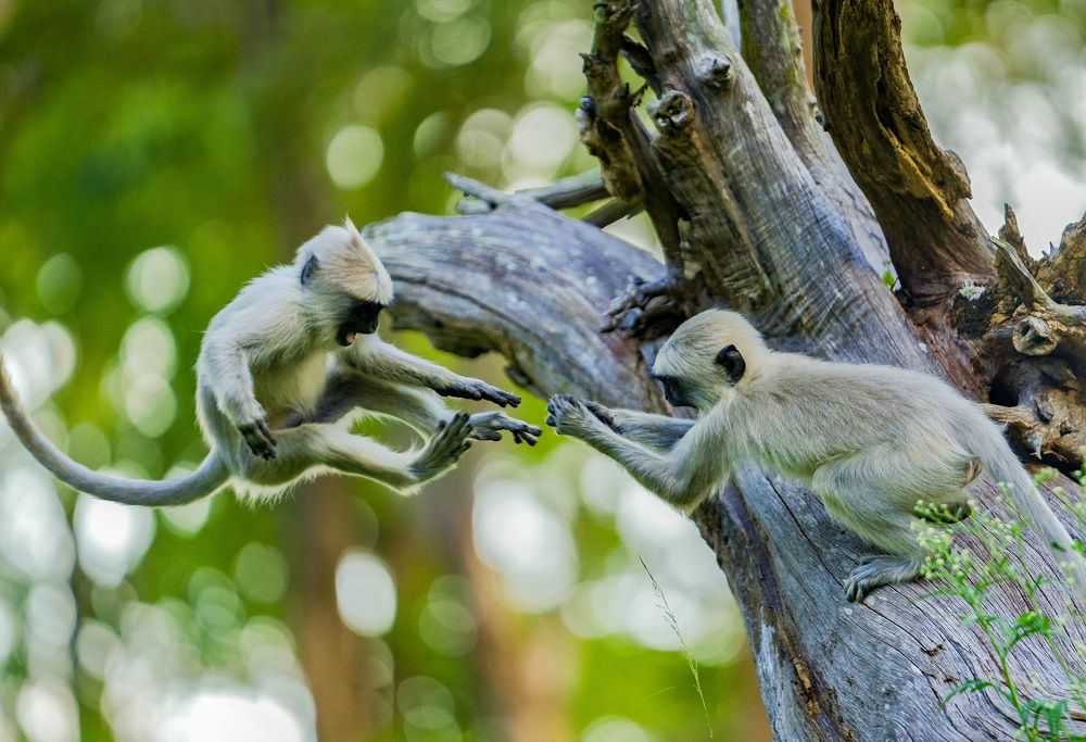 Photograph by SARAVANA MANICKAM