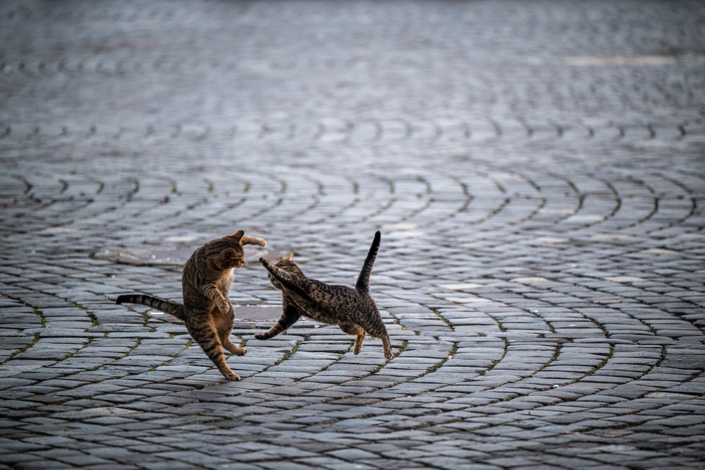 Photograph by Alexandru Tomici