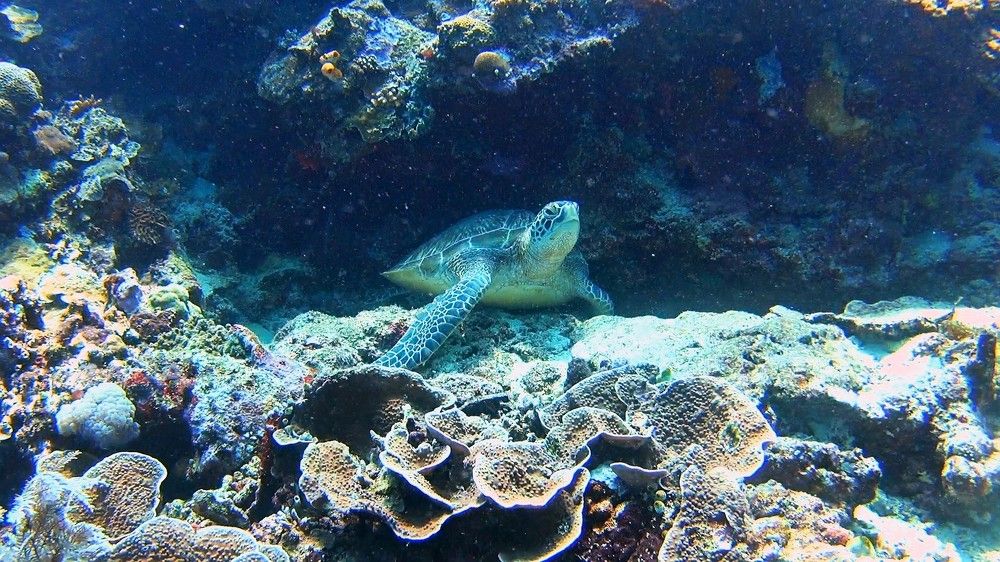 Sea turtle from North Sulawesi coral reef