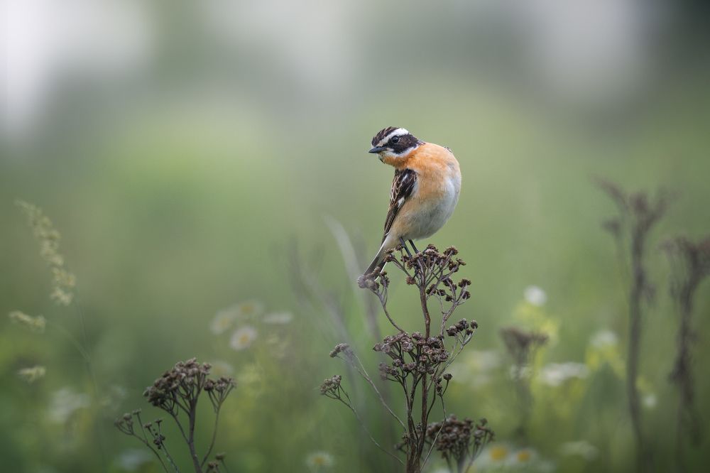 С добрым утром
