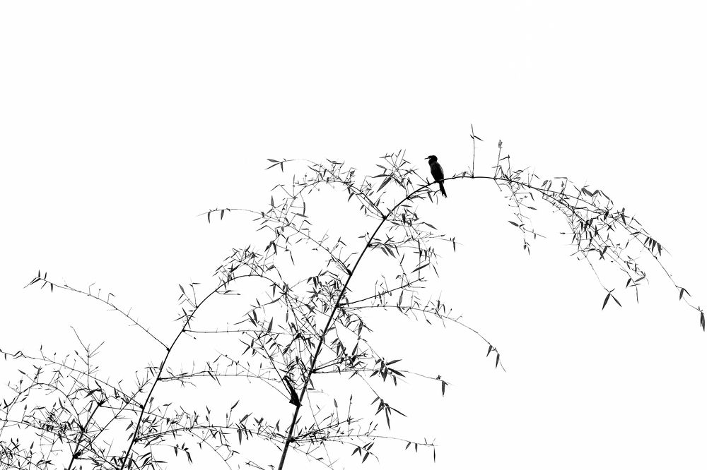 Photograph by Bikash Debnath