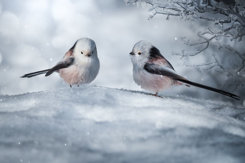 Кумушки-подружки