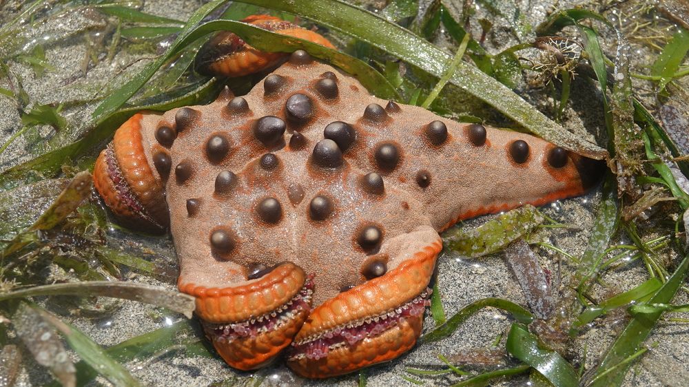 Starfish from North Sulawesi coral reef