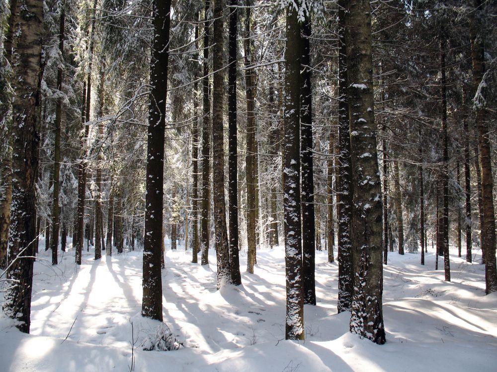 В зимнем лесу