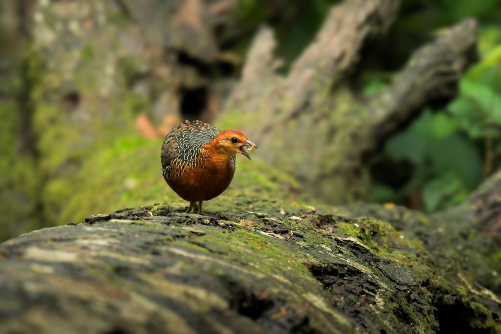 Photograph by Livines Annamalai