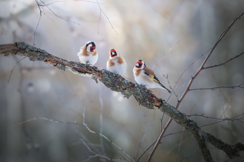 Трое из ларца