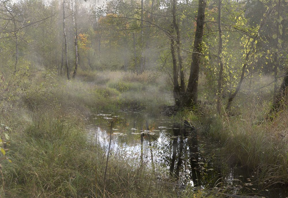 Хмурое утро