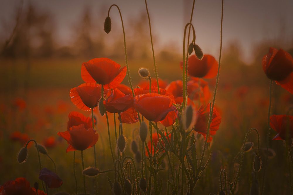 Photograph by Волоцков Александр