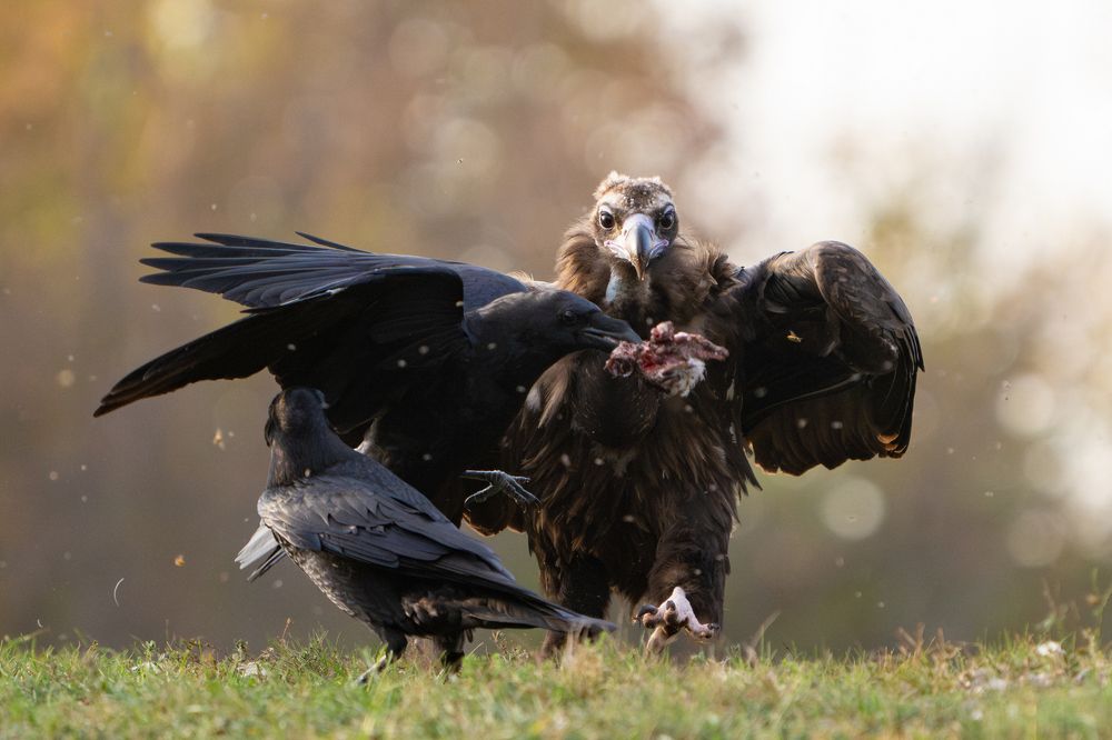 Photograph by Татьяна Жеребцова