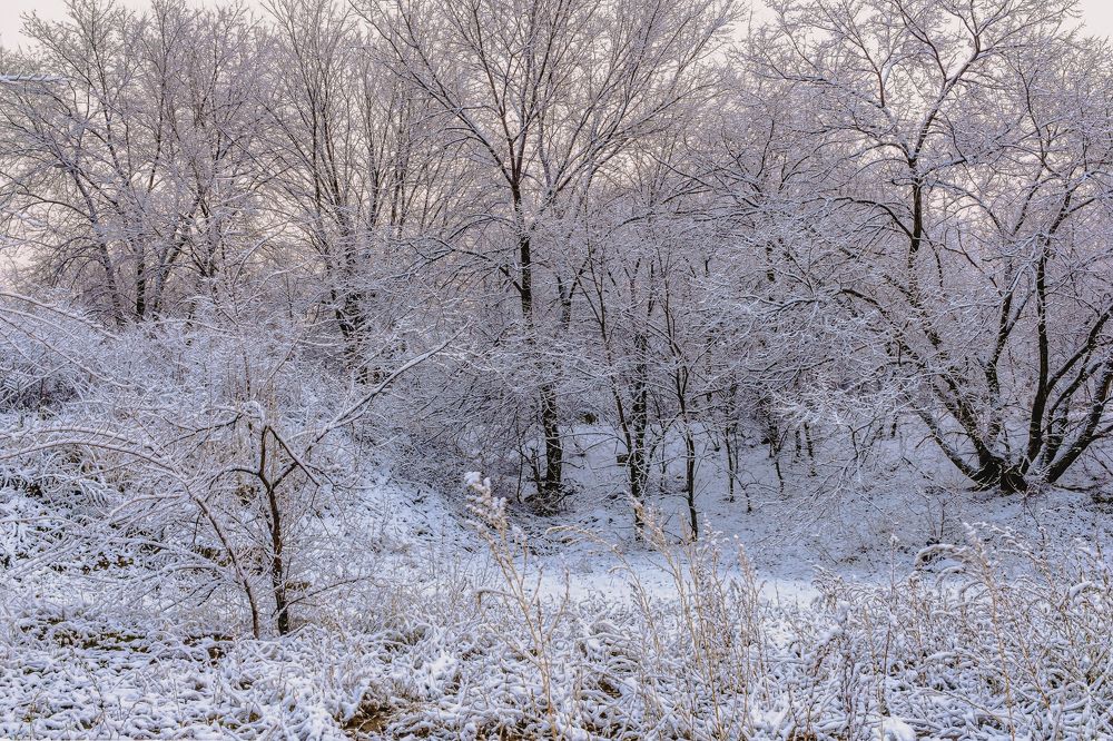 Утром у лесного массива..