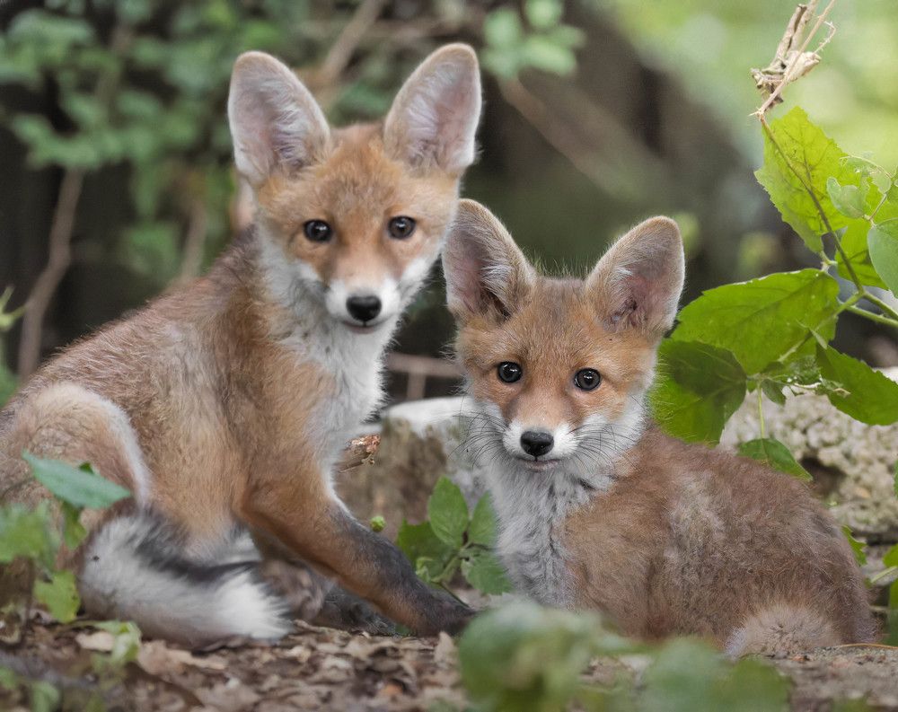 Cute baby foxes posing