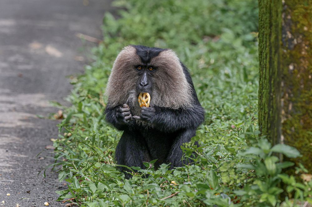 Фотография автора Suresh S S