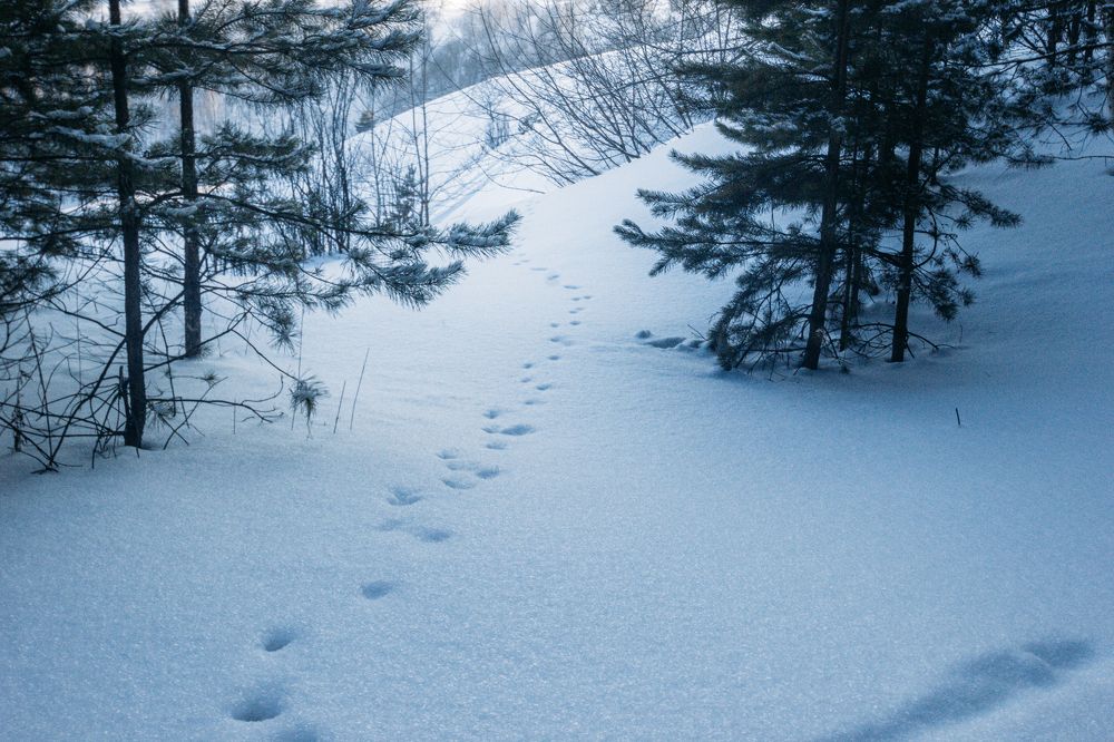 Photograph by Александр Жариков