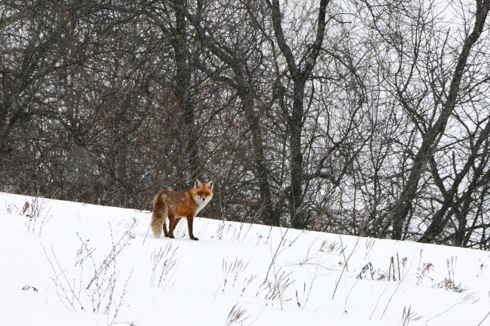 Photograph by Владимир Романов