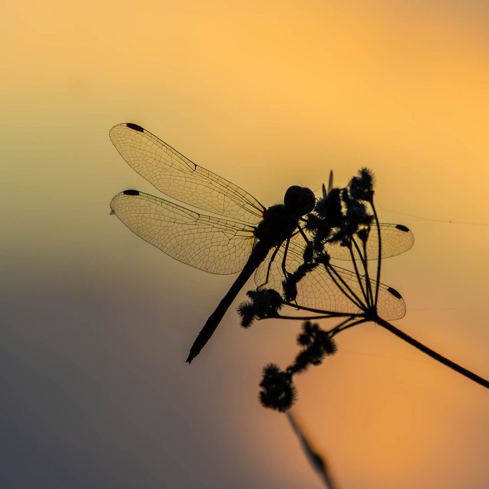 Photograph by Marianna Klein