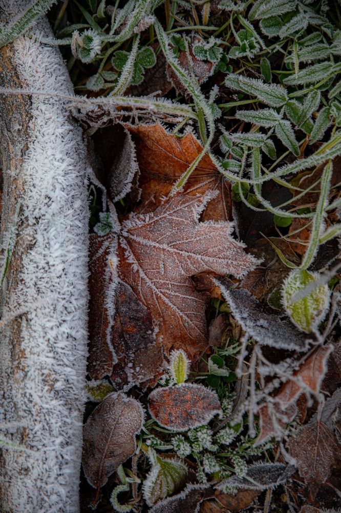 Photograph by Елена Данченко