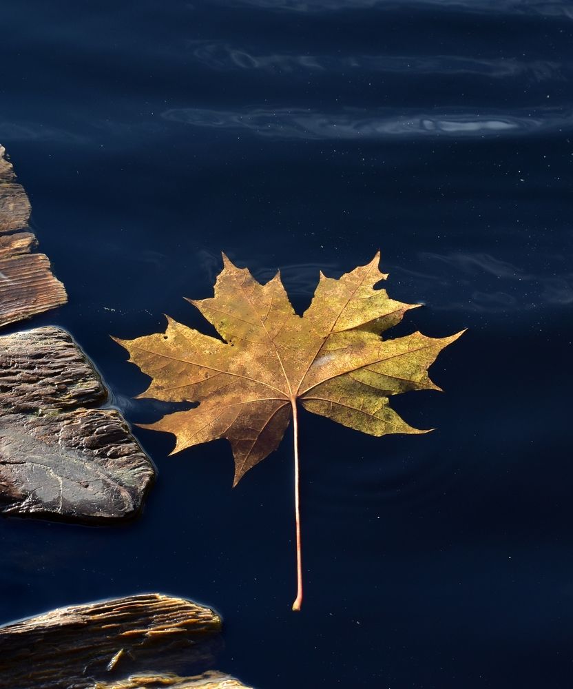 Фотография автора Дмитрий Лазаренко