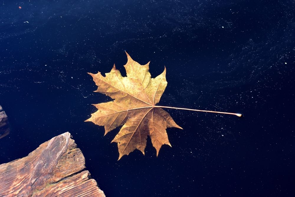 Фотография автора Дмитрий Лазаренко