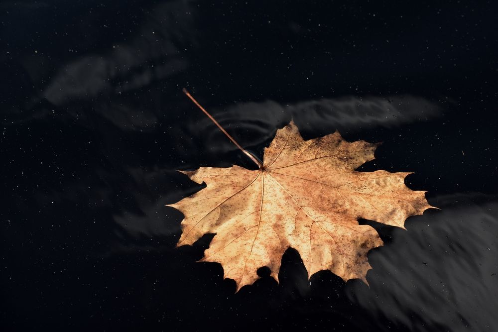 Фотография автора Дмитрий Лазаренко