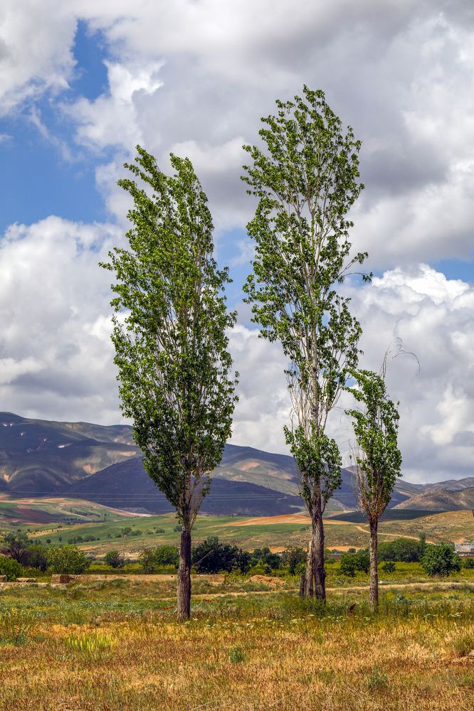 Photograph by Bita Mozaffari