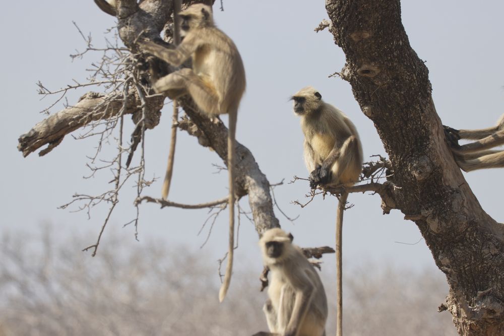 Фотография автора Ashir Kumar