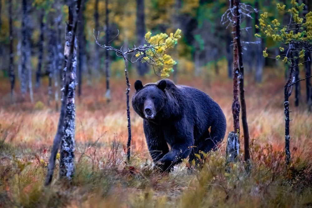 Photograph by Vita Potomova