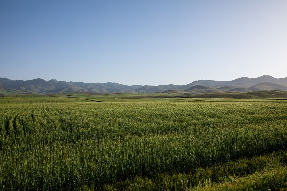 Photograph by Bita Mozaffari