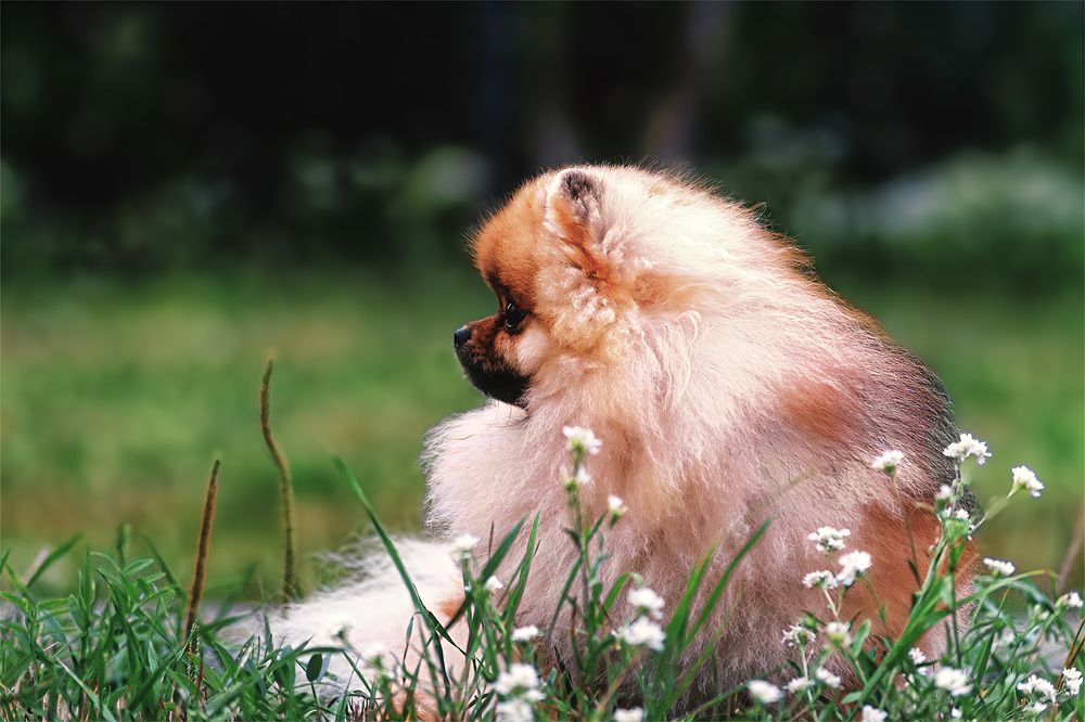 Чаплин на охоте