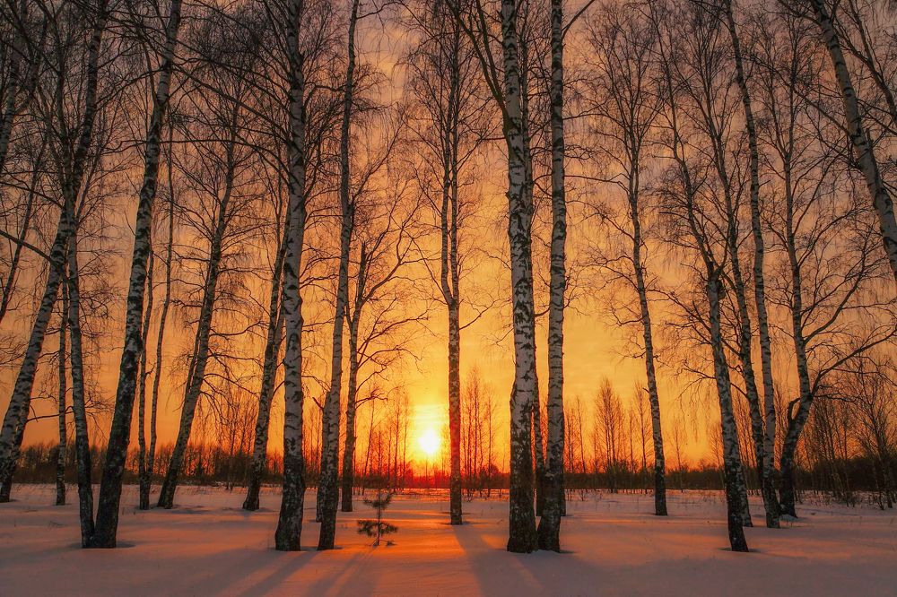 Photograph by Михаил Корнев