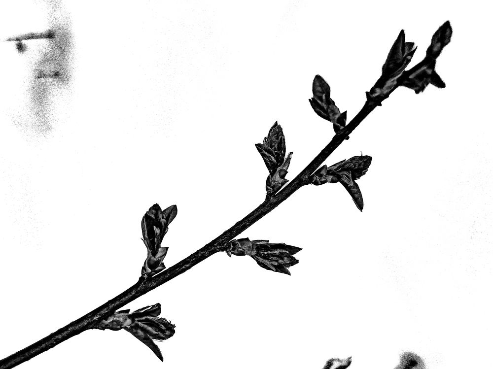 Фотография автора Selemir Grig