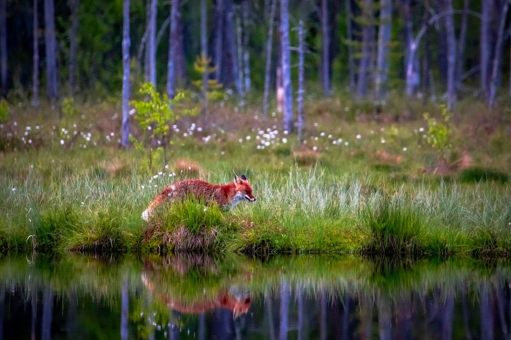 Photograph by Vita Potomova